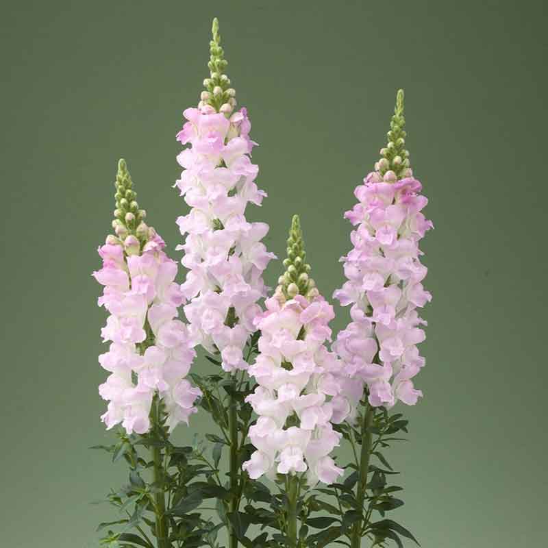 Snapdragon Seeds - Legend Light Pink