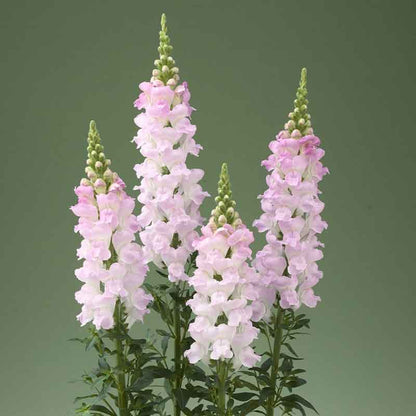 Snapdragon Seeds - Legend Light Pink