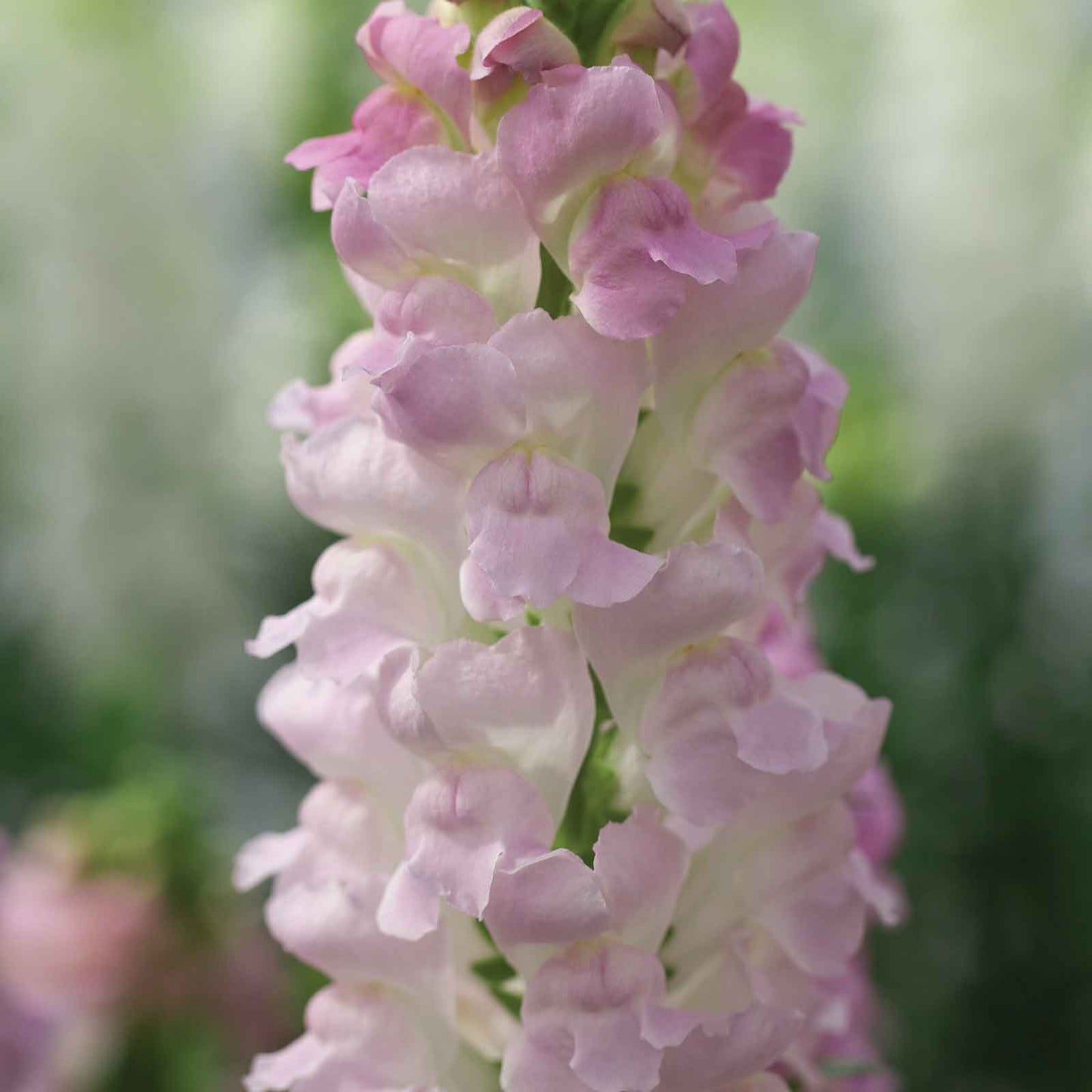 Snapdragon Seeds - Legend Light Pink