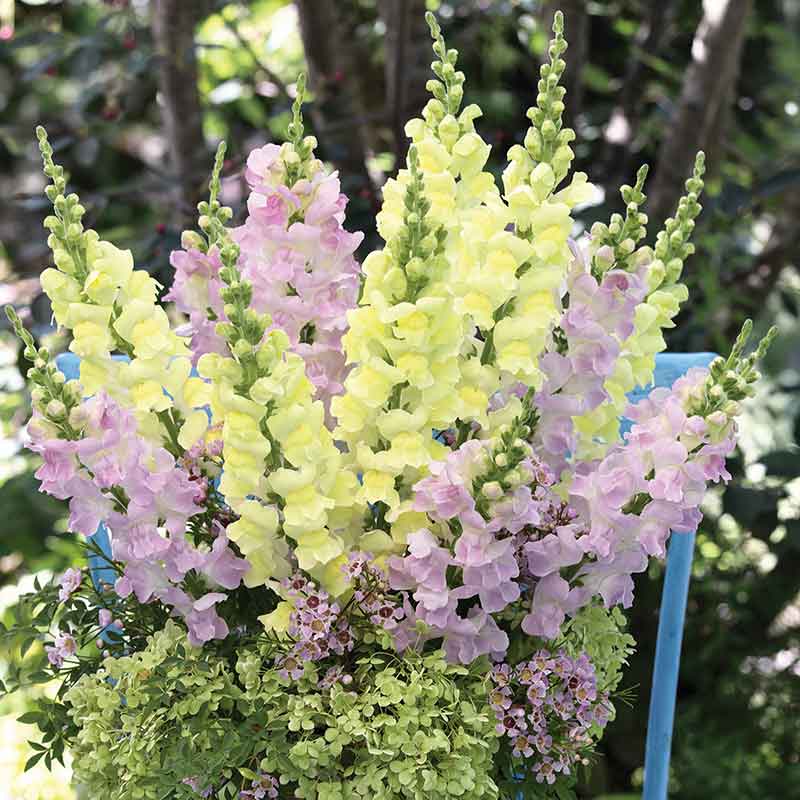 Snapdragon Seeds - Legend Light Pink