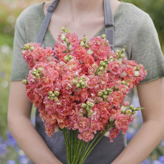 Snapdragon Seeds - Madame Butterfly Bronze White