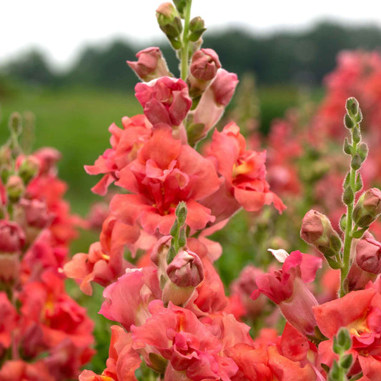 Snapdragon Seeds - Madame Butterfly Bronze Cherry
