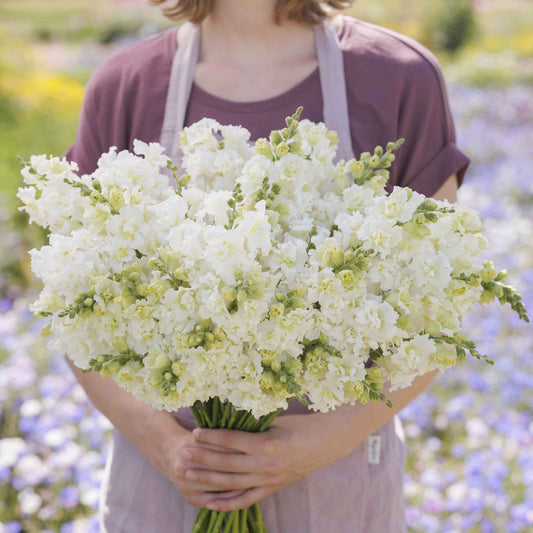 Snapdragon Seeds - Madame Butterfly Ivory