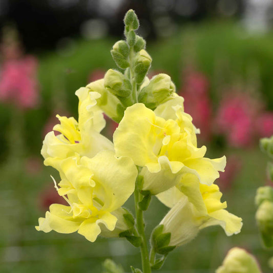 Snapdragon Seeds - Madame Butterfly Yellow