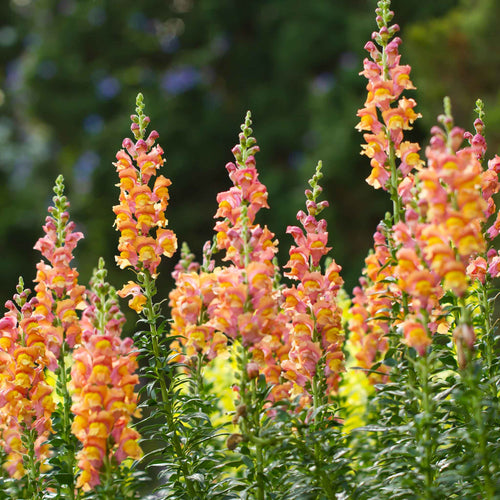 Snapdragon Seeds - Rocket Bronze