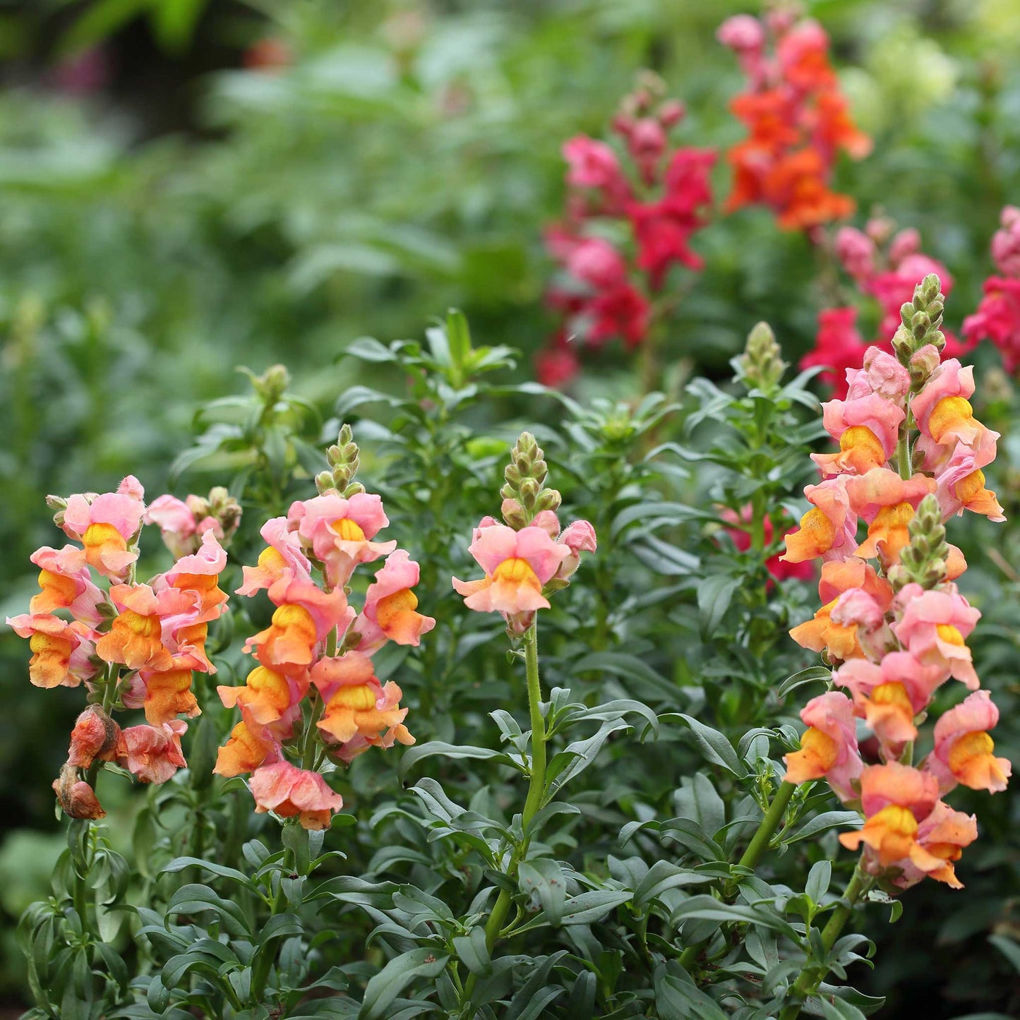 Snapdragon Seeds - Rocket Bronze