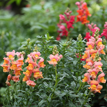 Snapdragon Seeds - Rocket Bronze
