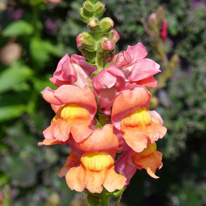 Snapdragon Seeds - Rocket Bronze