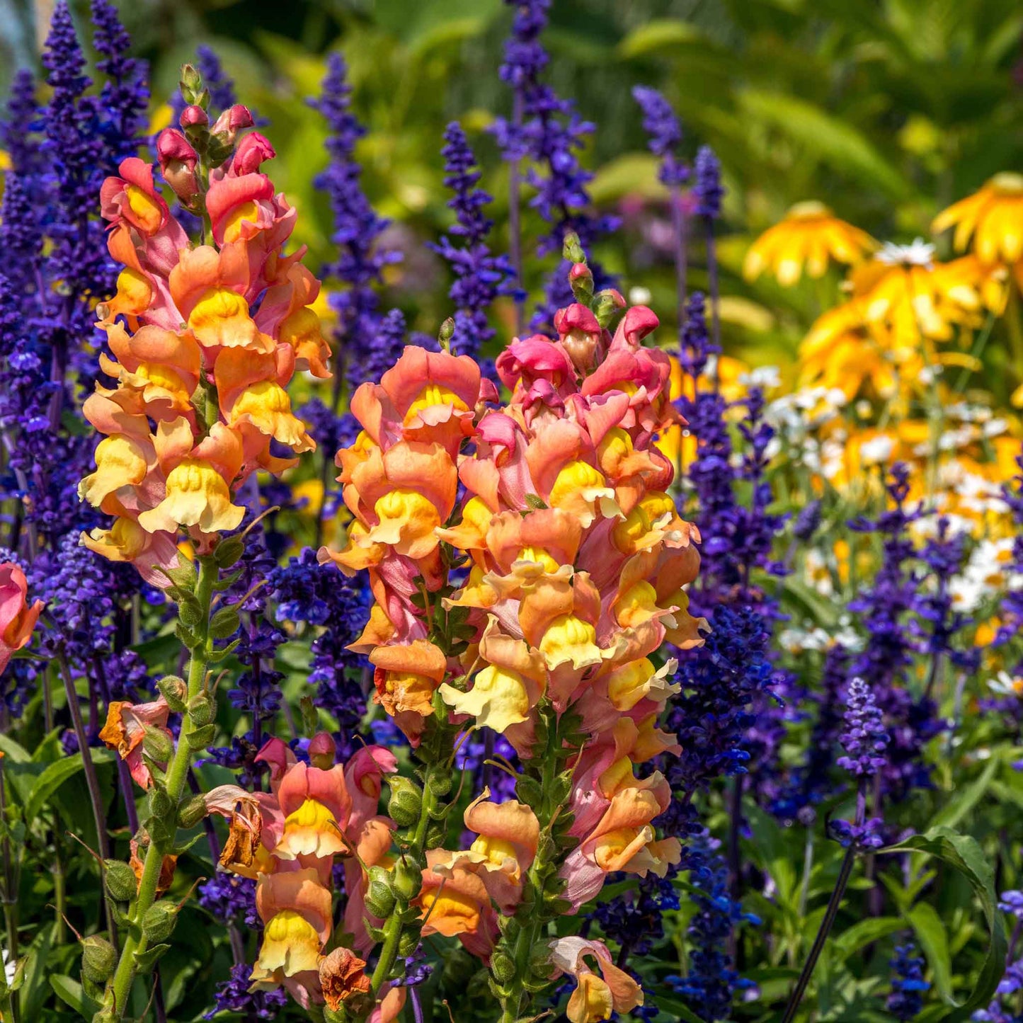 Snapdragon Seeds - Rocket Bronze