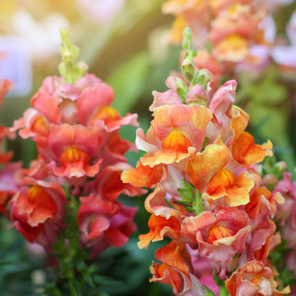Snapdragon Seeds - Rocket Bronze