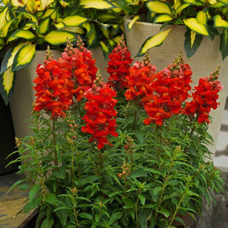 Snapdragon Seeds - Sonnet Orange Scarlet