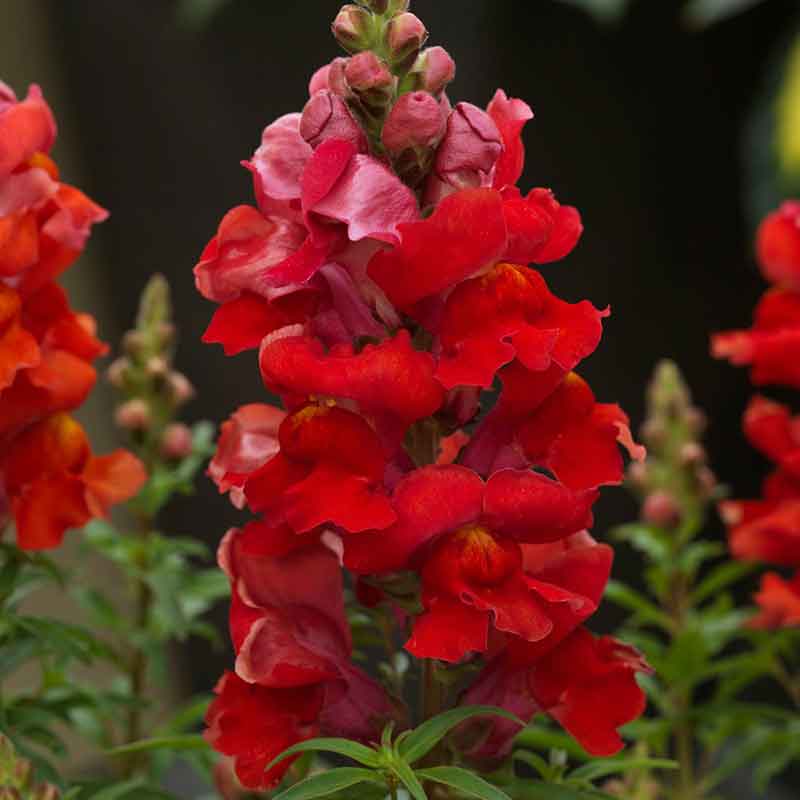 Snapdragon Seeds - Sonnet Orange Scarlet