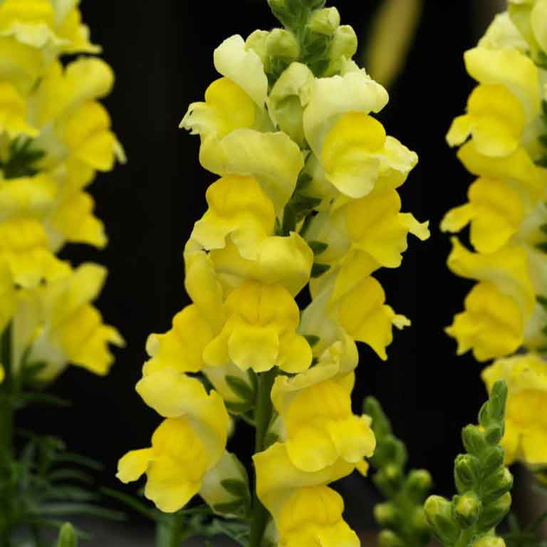 Snapdragon Seeds - Sonnet Yellow