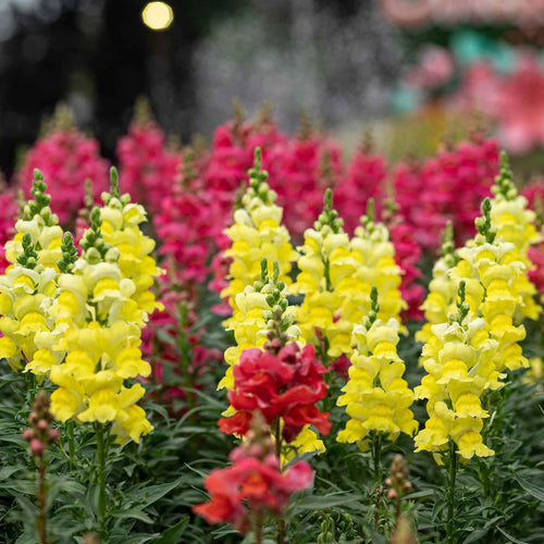 Snapdragon Seeds - Sonnet Yellow