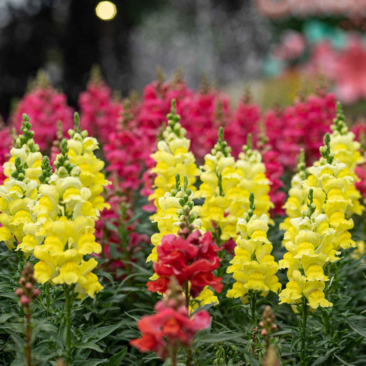 Snapdragon Seeds - Sonnet Yellow