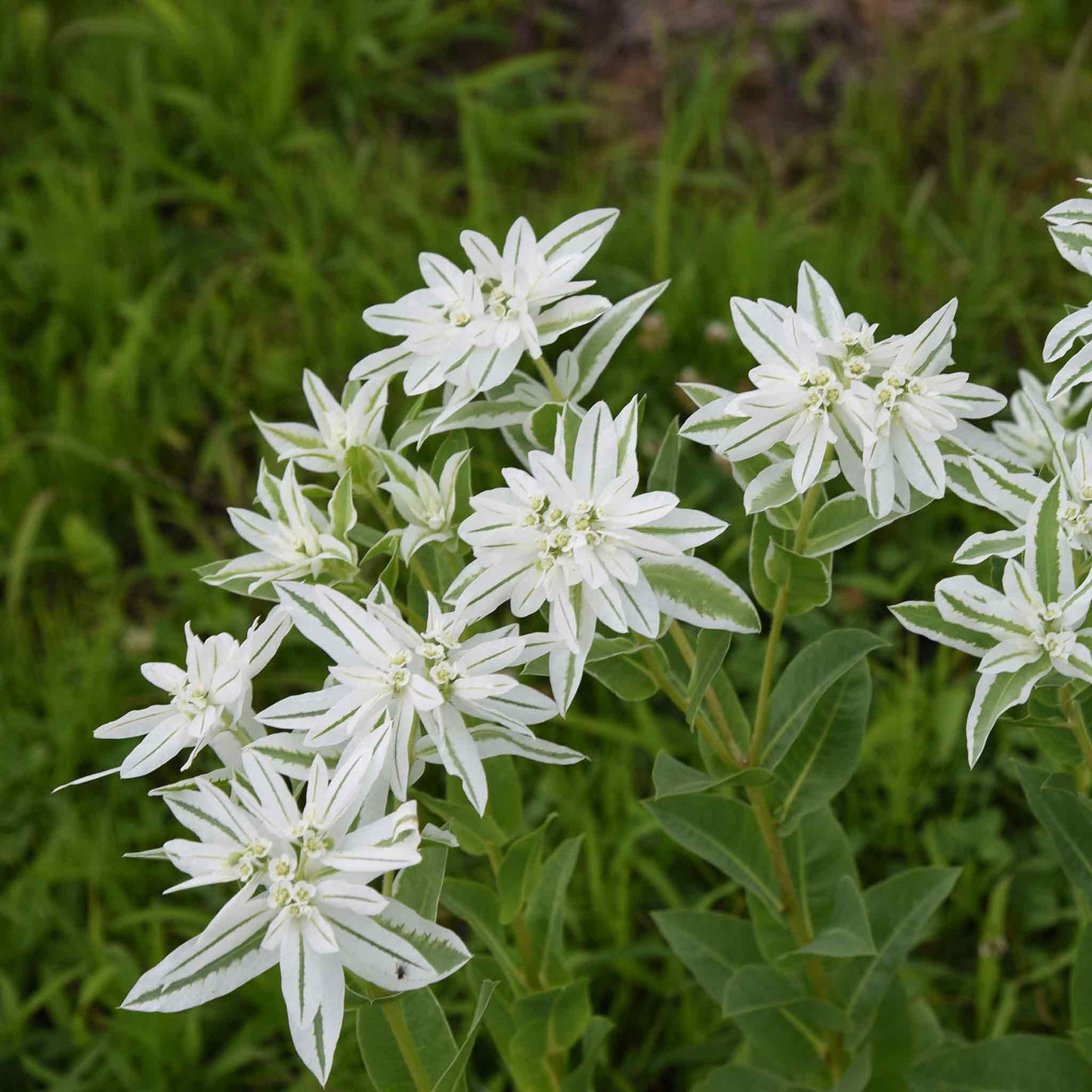 Snow on the Mountain Seeds