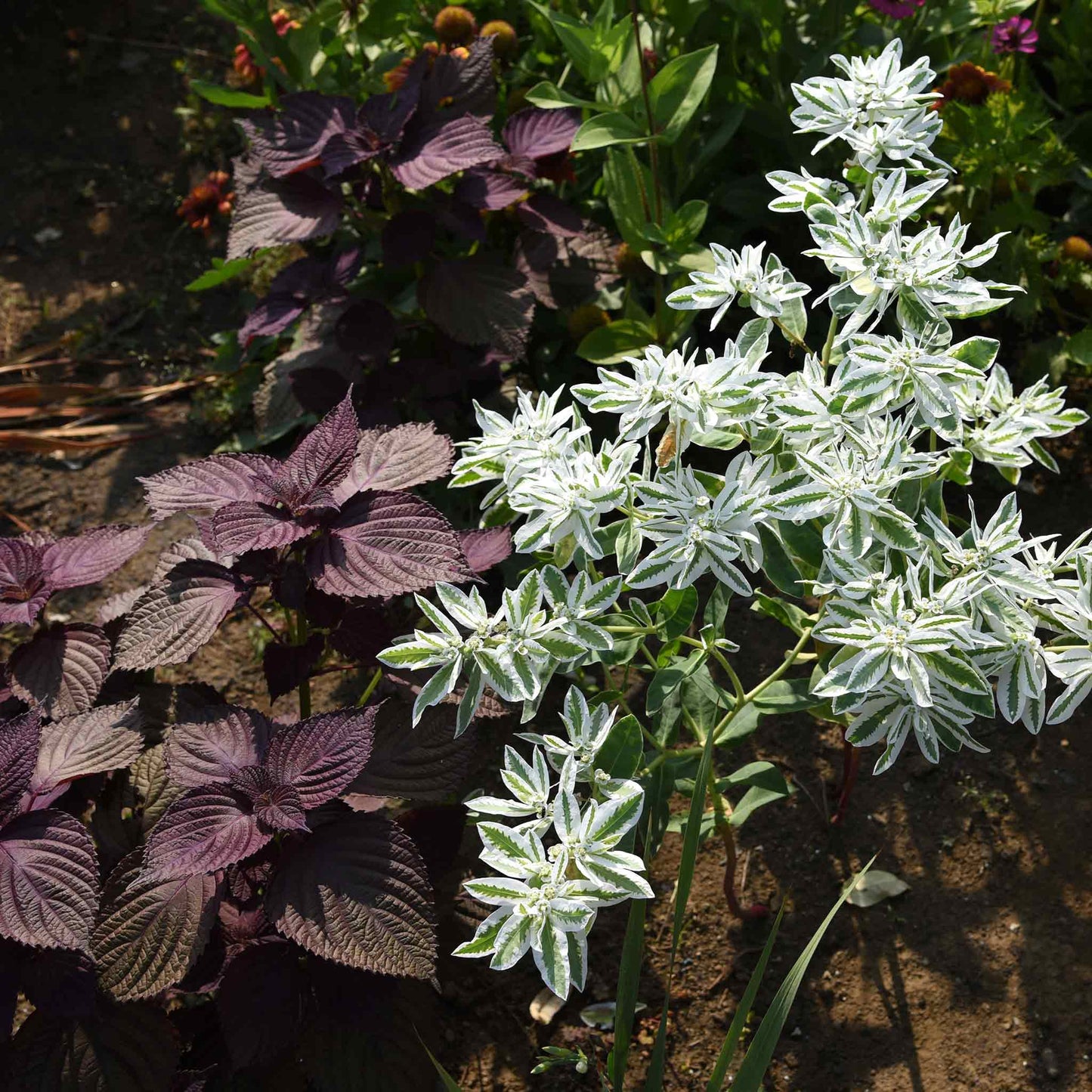 Snow on the Mountain Seeds