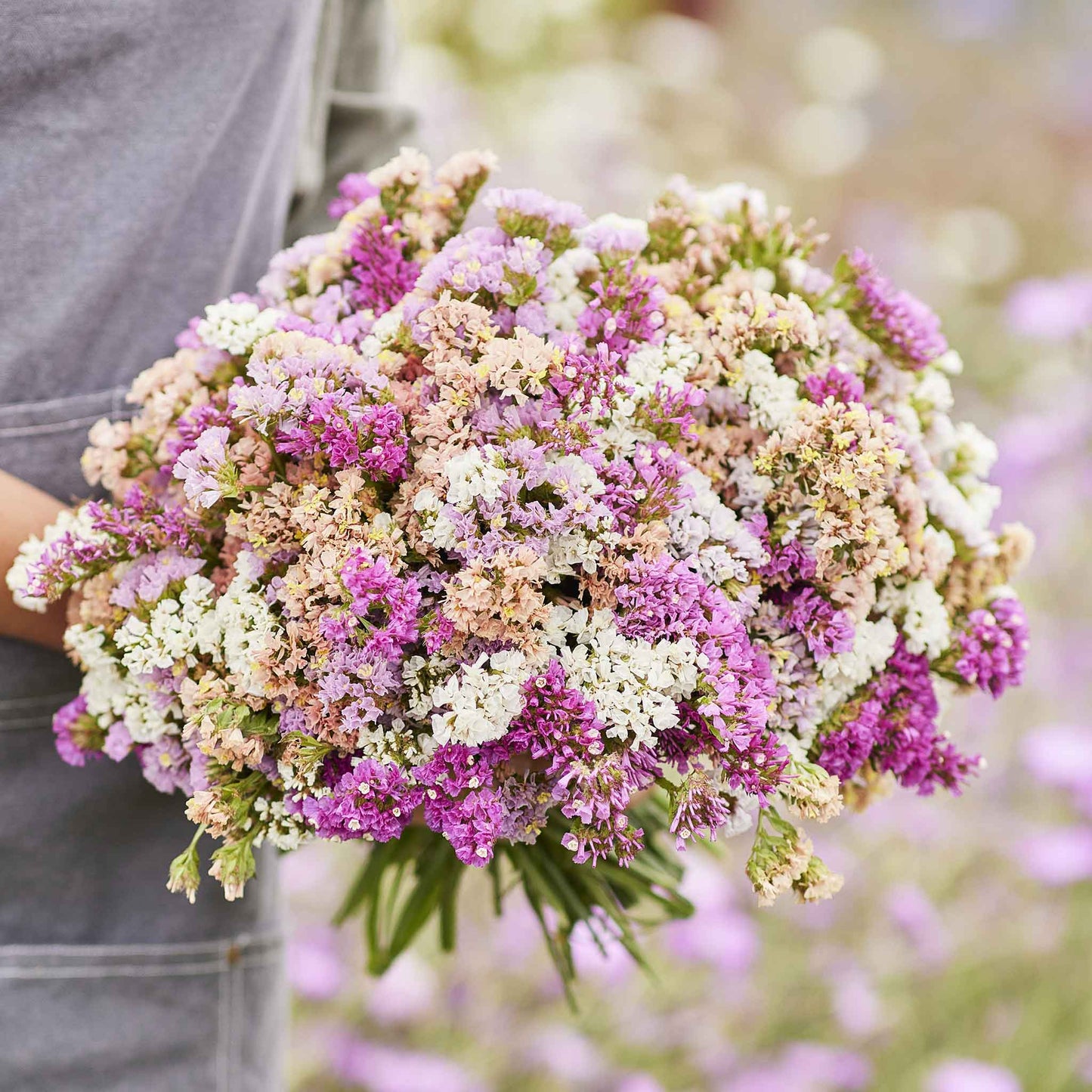 Statice Seeds - Pastel Mix