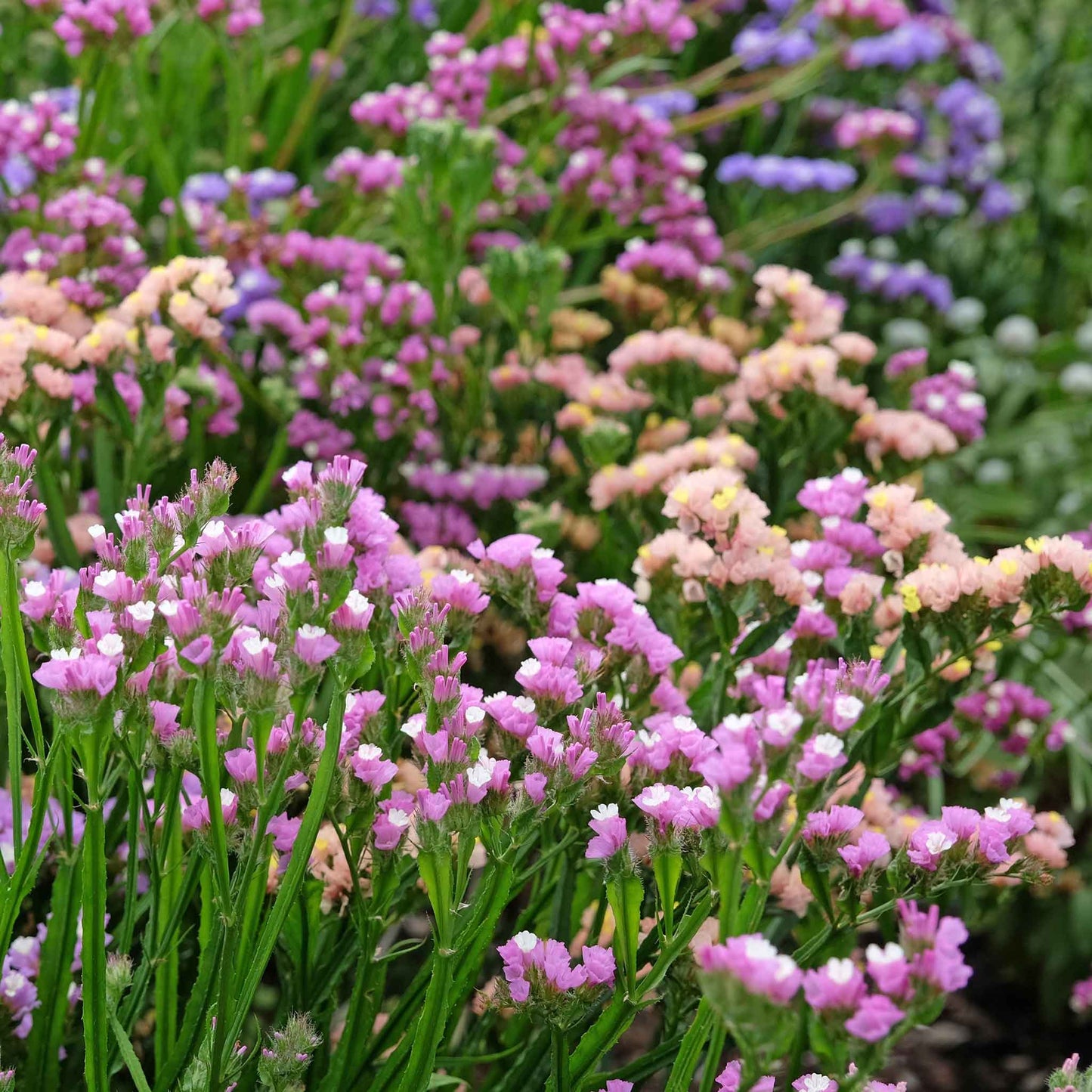 Statice Seeds - Pastel Mix