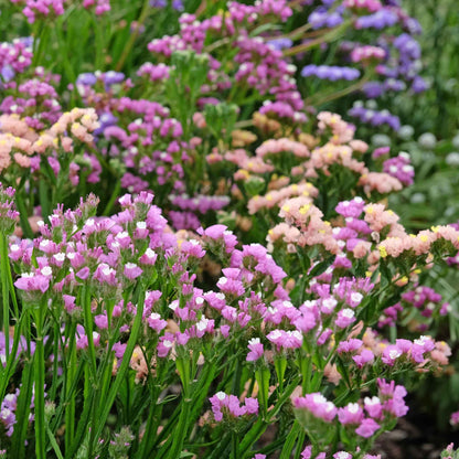 Statice Seeds - Pastel Mix