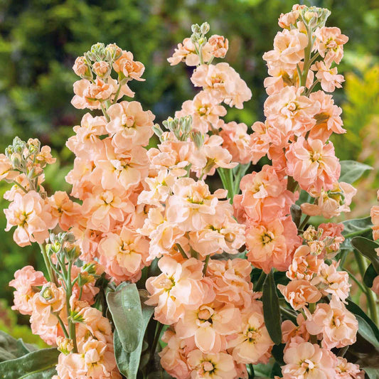 Stock Seeds - Apricot