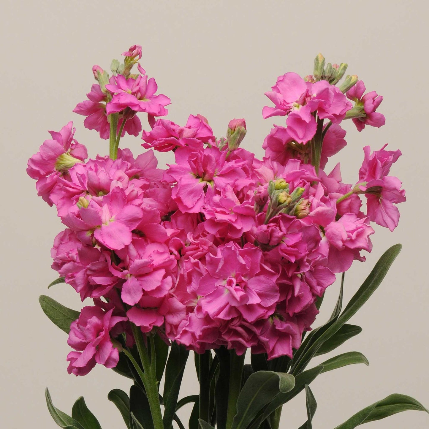 Stock Seeds - Katz Bright Rose