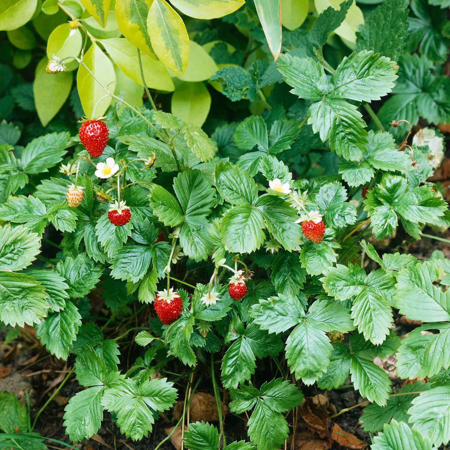 Strawberry Seeds - Alpine Strawberry Baron Solemacher