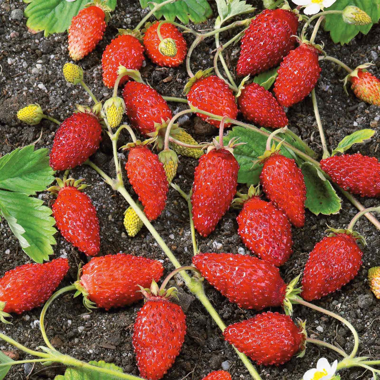 Strawberry Seeds - Alpine Strawberry Baron Solemacher