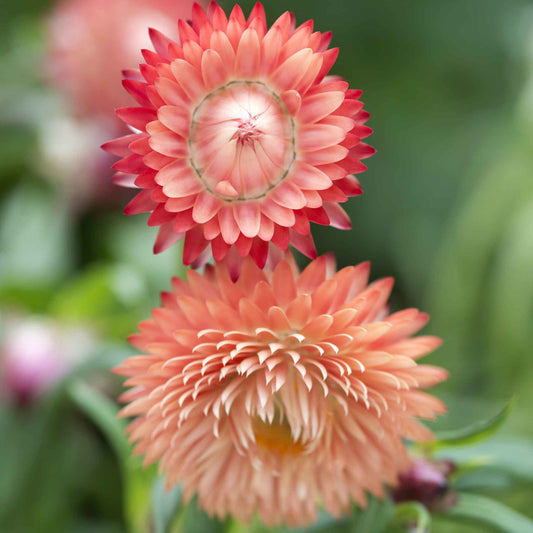 Strawflower Seeds - King Size Salmon