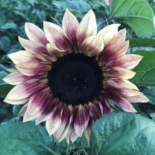 Sunflower Seeds - Ruby Eclipse