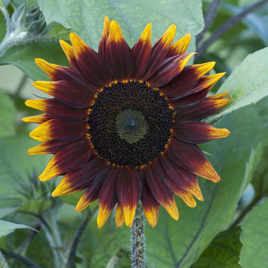 Sunflower Seeds - Shock-o-Lat