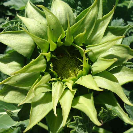 Sunflower Seeds - SunFill Green