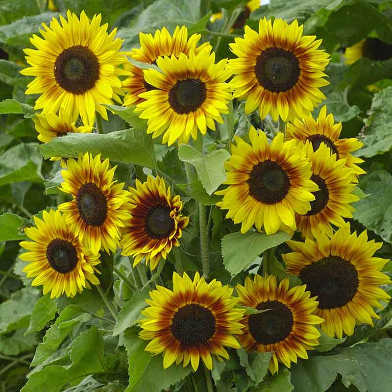 Sunflower Seeds - Ziggy