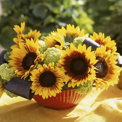 Sunflower Seeds - Ziggy