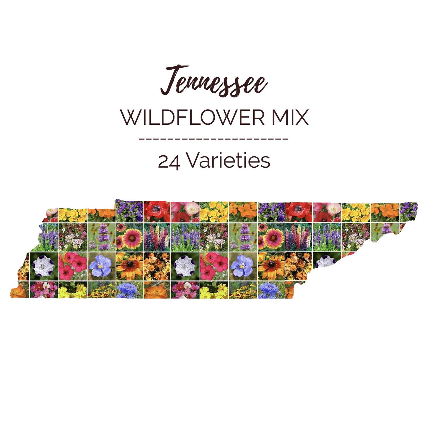 Tennessee Wildflower Seed Mix