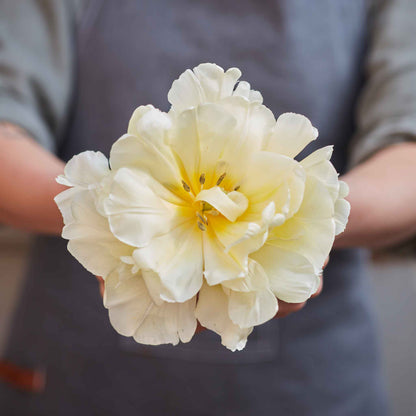 45 Days of Peony-Flowered Tulips