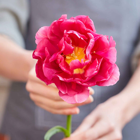 45 Days of Peony-Flowered Tulips