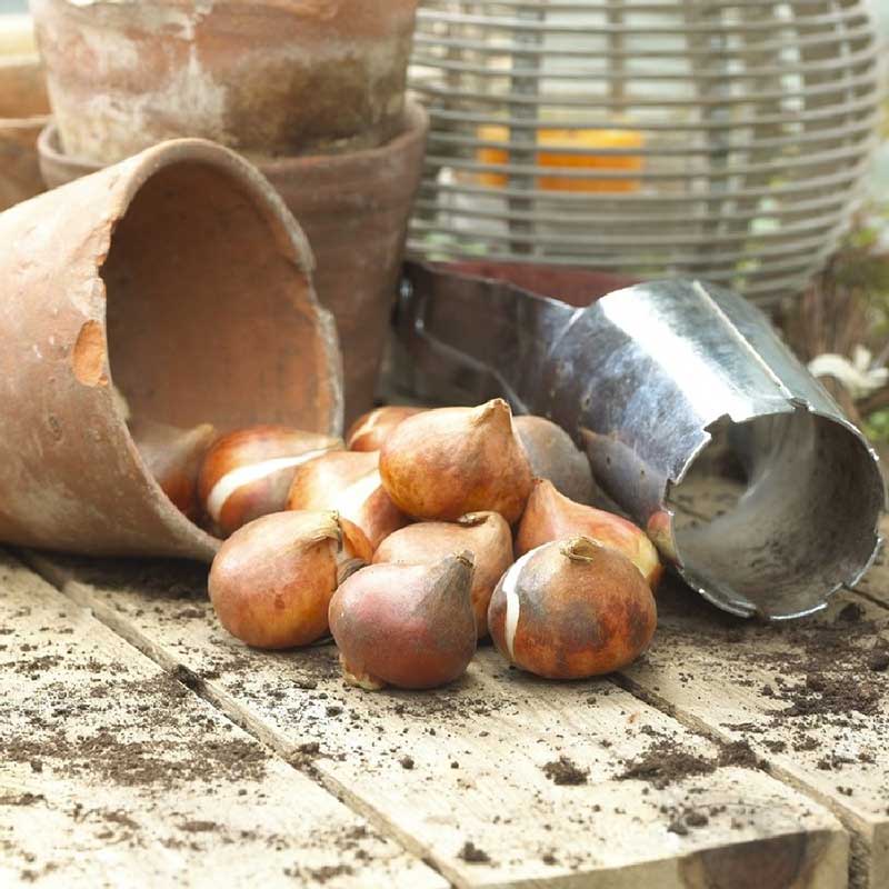 Tulip Bulbs - Chardonnay Mix