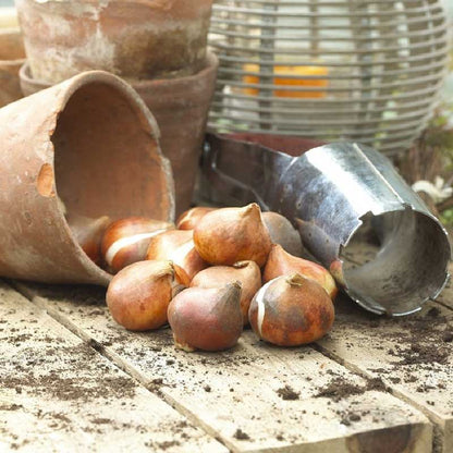 Tulip Bulbs - Double Shake