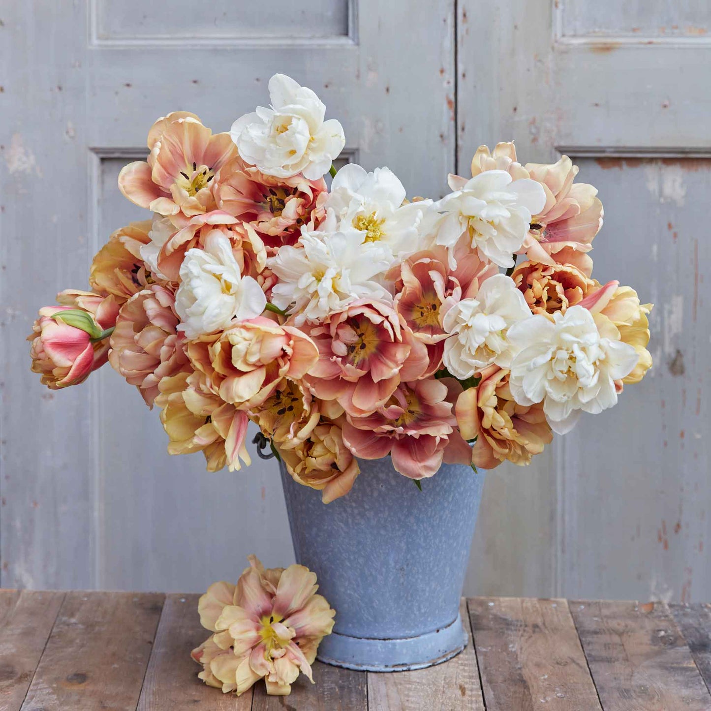 Tulip Bulbs - Chardonnay Mix