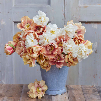 Tulip Bulbs - Chardonnay Mix