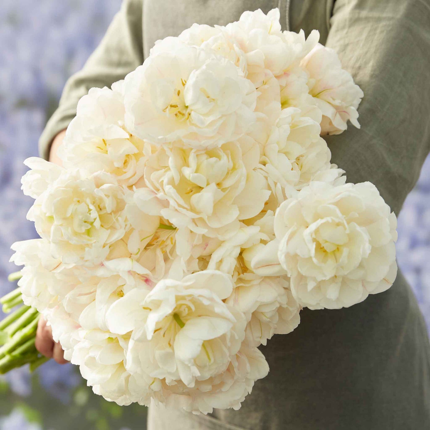 Tulip Bulbs - Diamond Sugar