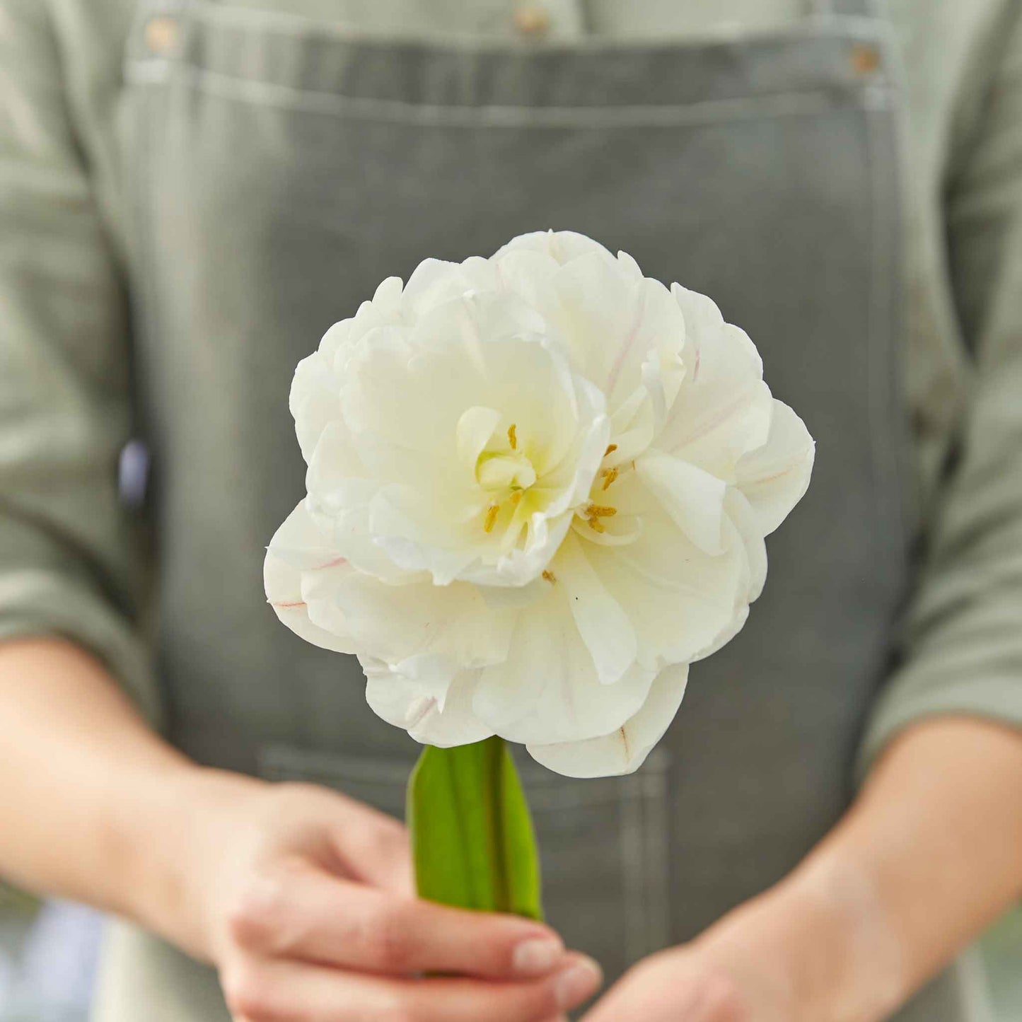 Tulip Bulbs - Diamond Sugar