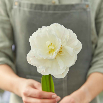 Tulip Bulbs - Diamond Sugar