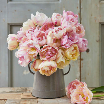 Tulip Bulbs - Double Shake