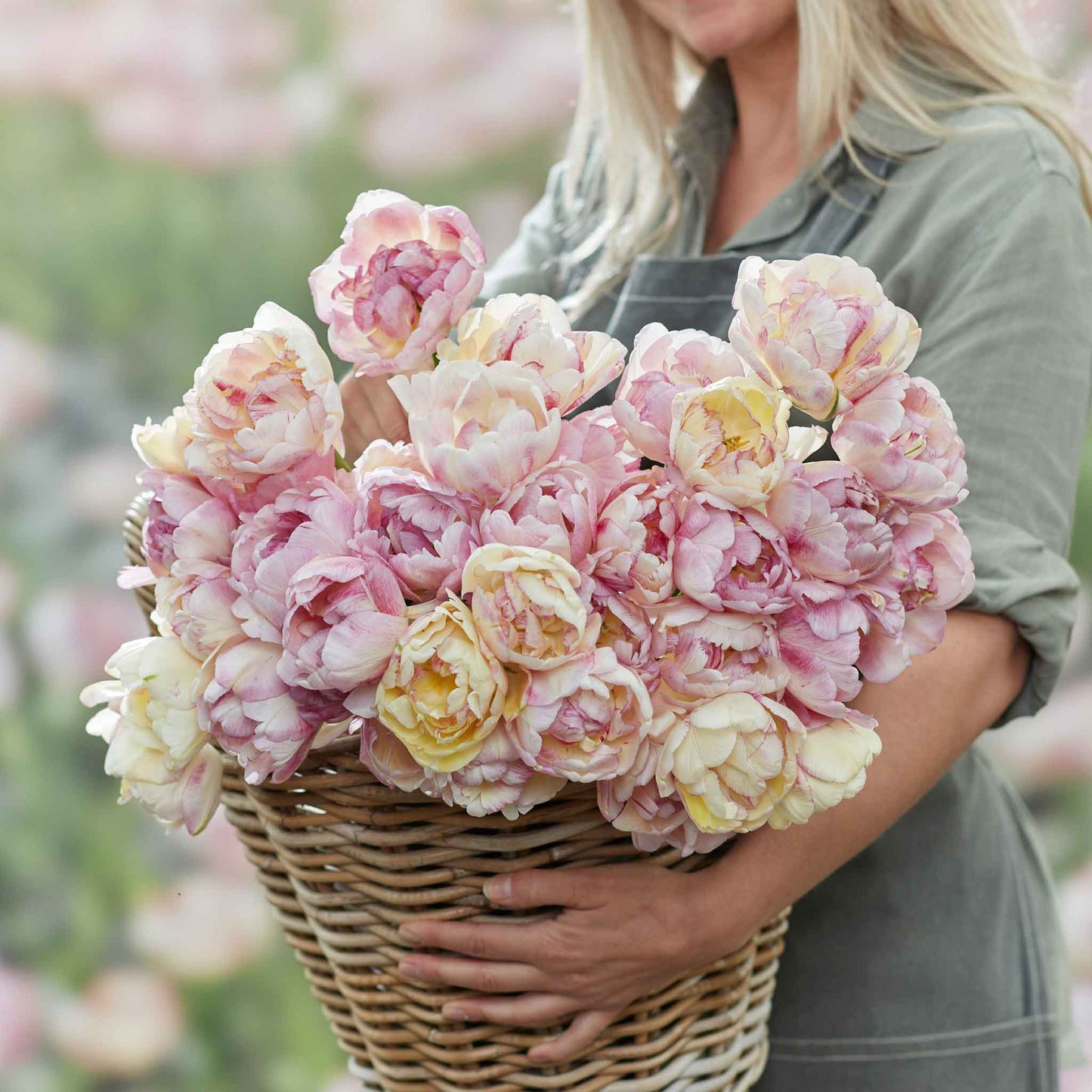 Tulip Bulbs - Double Shake