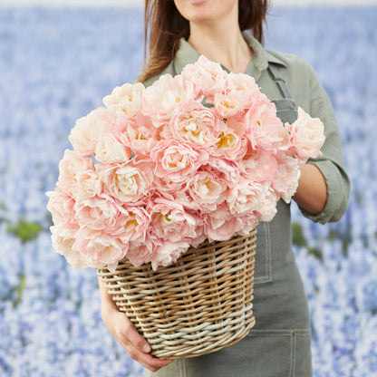 Tulip Bulbs - Dreamer