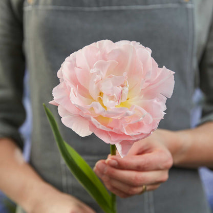 Tulip Bulbs - Dreamer