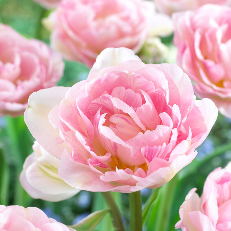 Tulip Bulbs - Dreamer