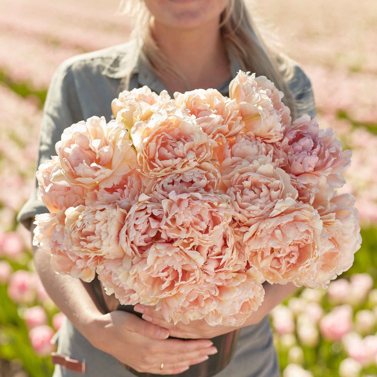 Tulip Bulbs - Pink Mist